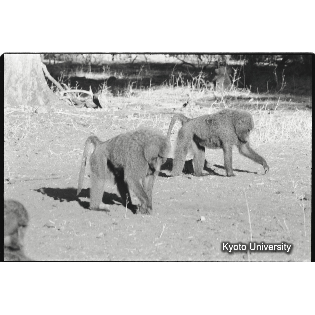 [２６コマ目]「アヌビスヒヒの雄（２）」 (1)