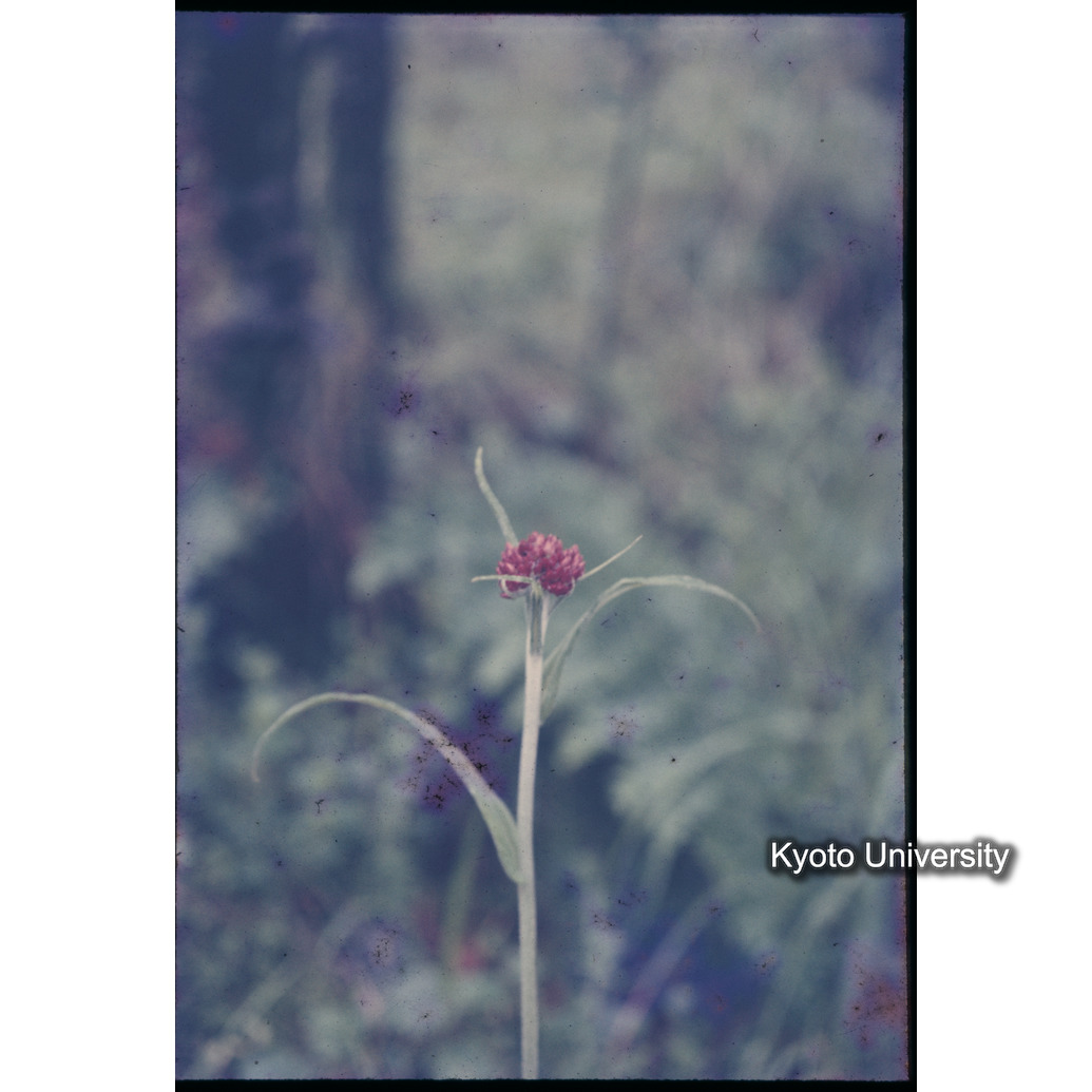 Sm　1973　1326 (1)