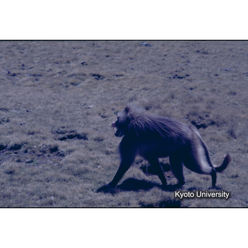 Sm　1973　1486 (1)