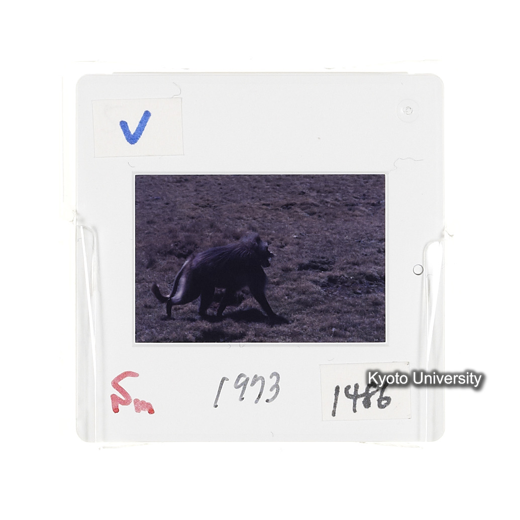 Sm　1973　1486 (2)