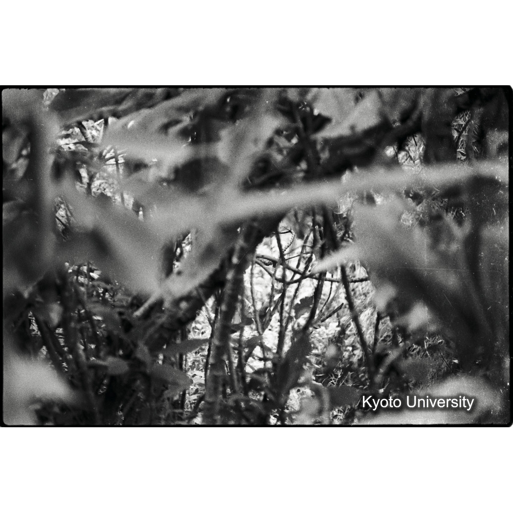 [6コマ目]「ゴリラ？（４）」 (1)