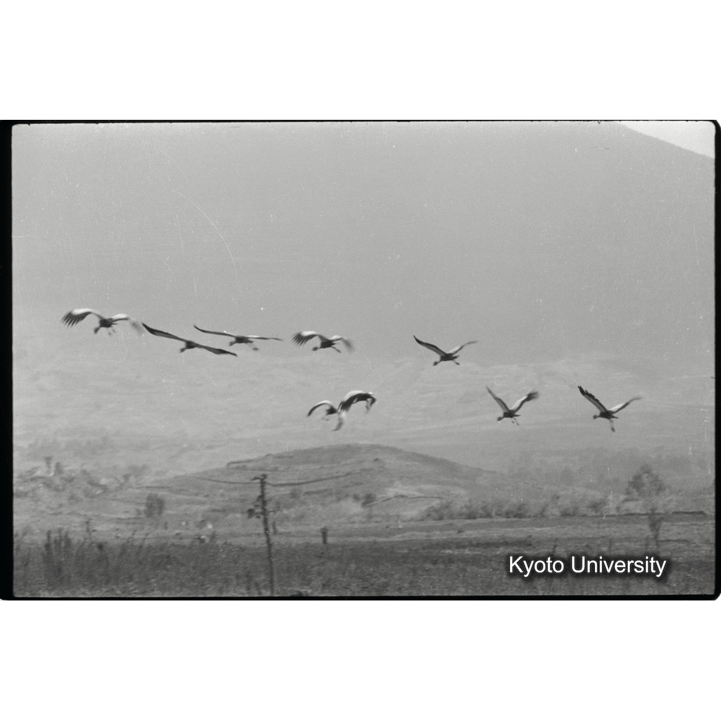 [28コマ目]「カンムリヅル（４）」 (1)