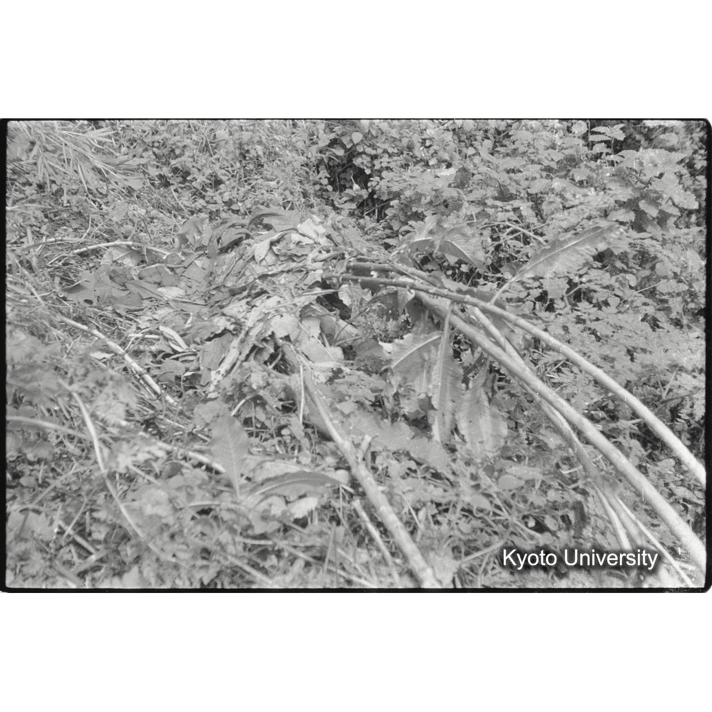 [６コマ目]「Ｎｅｓｔ（２）」 (1)