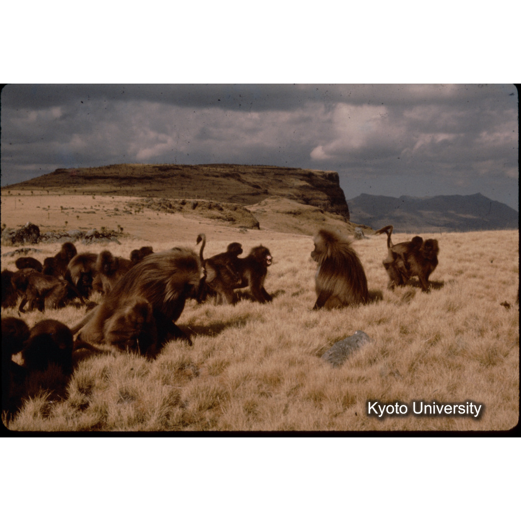 Sm　1973　1517 (1)