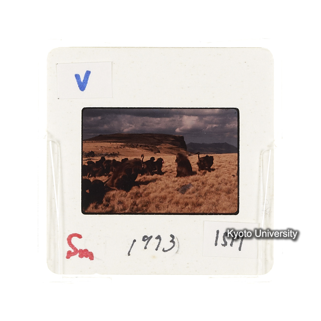 Sm　1973　1517 (2)