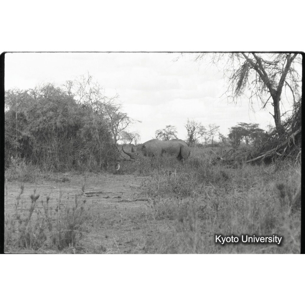 [36コマ目]「クロサイ（４）」 (1)