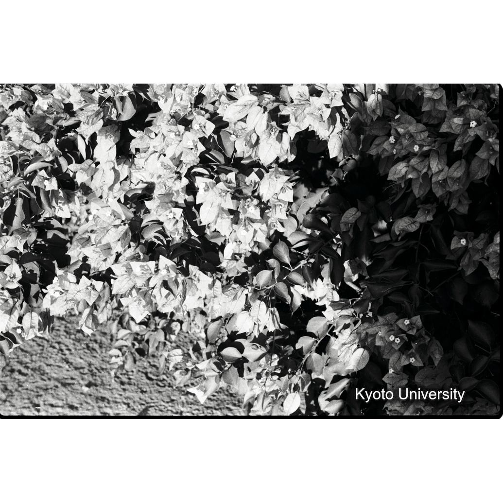 [17コマ目]「ブーゲンビリアの花」 (1)