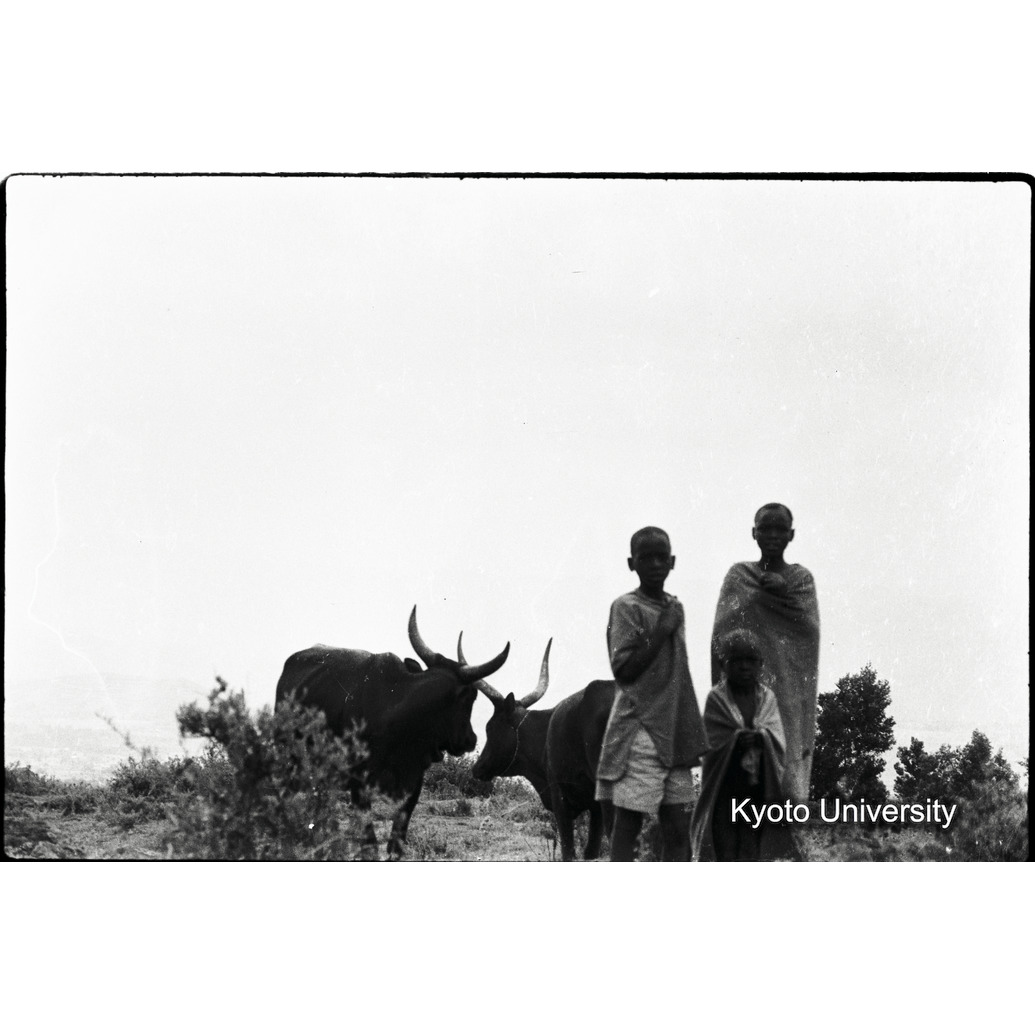 [36コマ目]「牧童とアンコーレ牛」 (1)