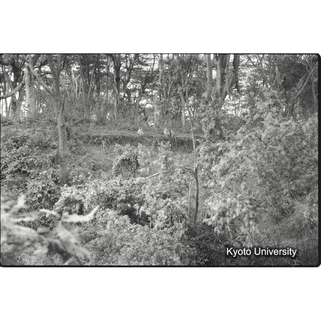 [９コマ目]「川辺林」 (1)