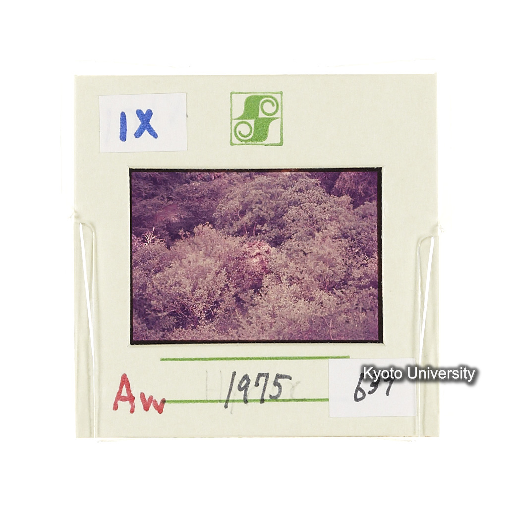 Aw　1975　639 (2)