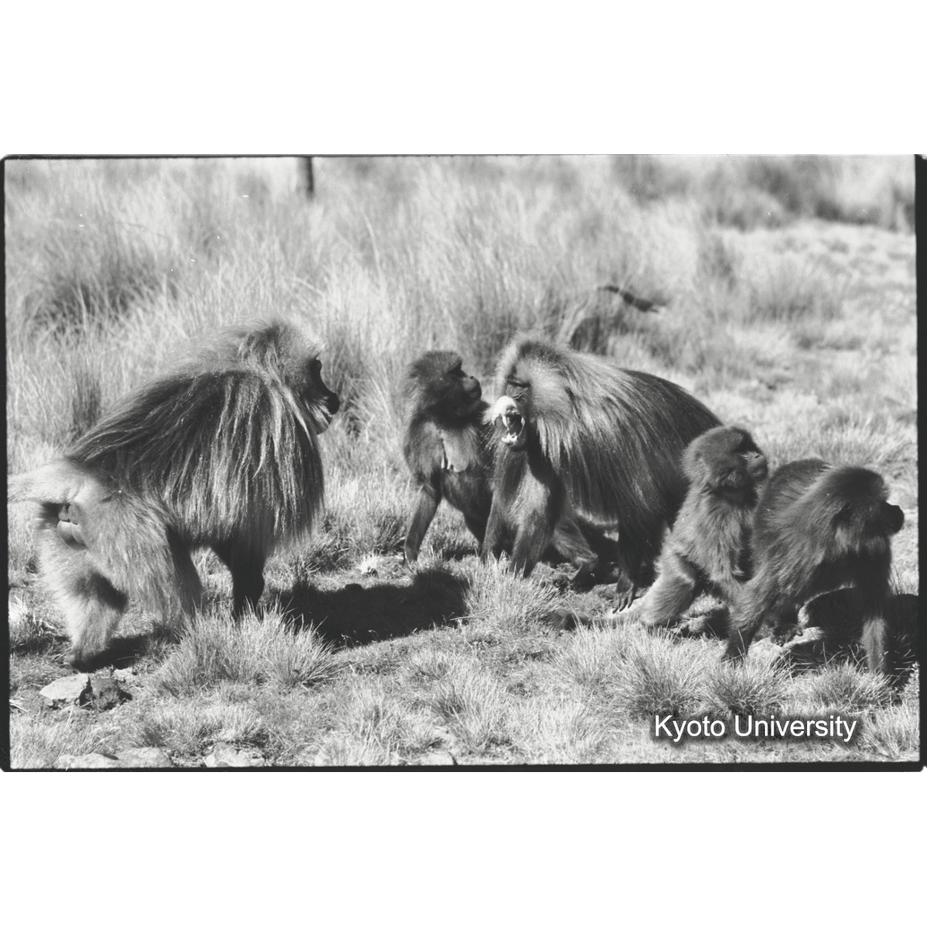 [１３コマ目]「リーダー雄とセカンド雄（１）　劣位の表情」 (1)