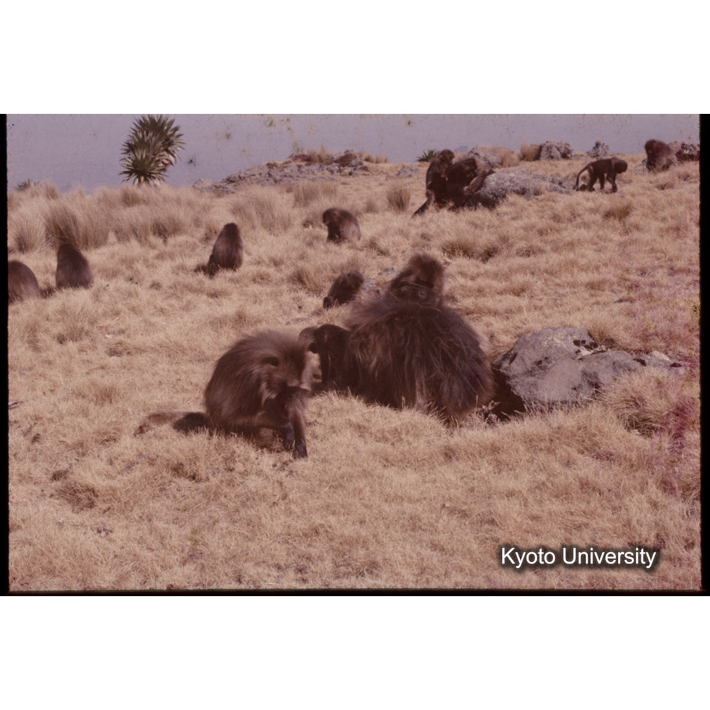 Sm　1973　1208 (1)