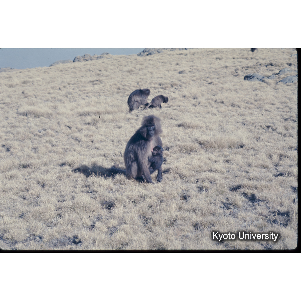 Sm　1973　1215 (1)