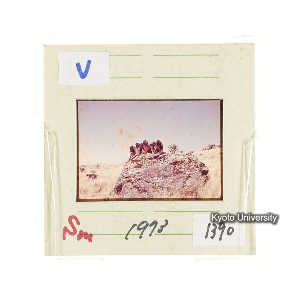 Sm　1973　1390 (2)