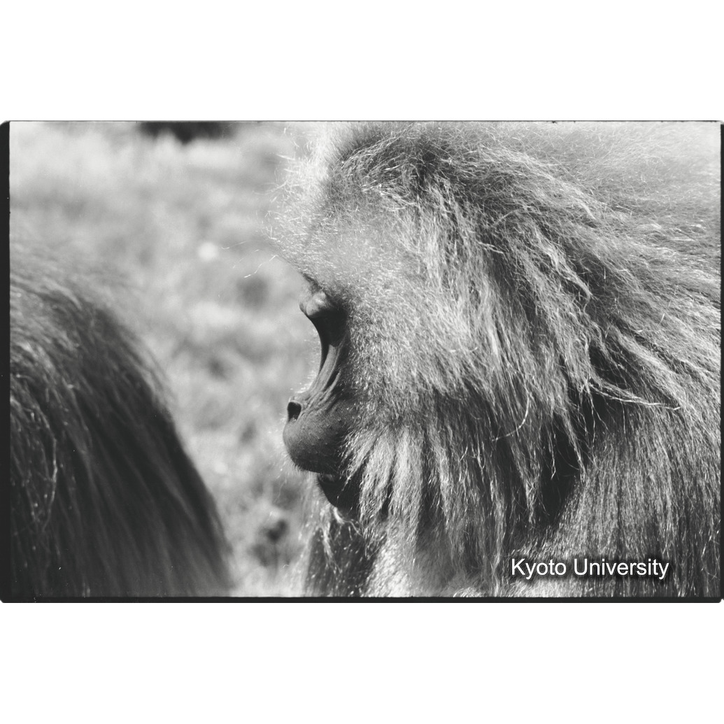 [４コマ目]「おとな雄の横顔（１）」 (1)