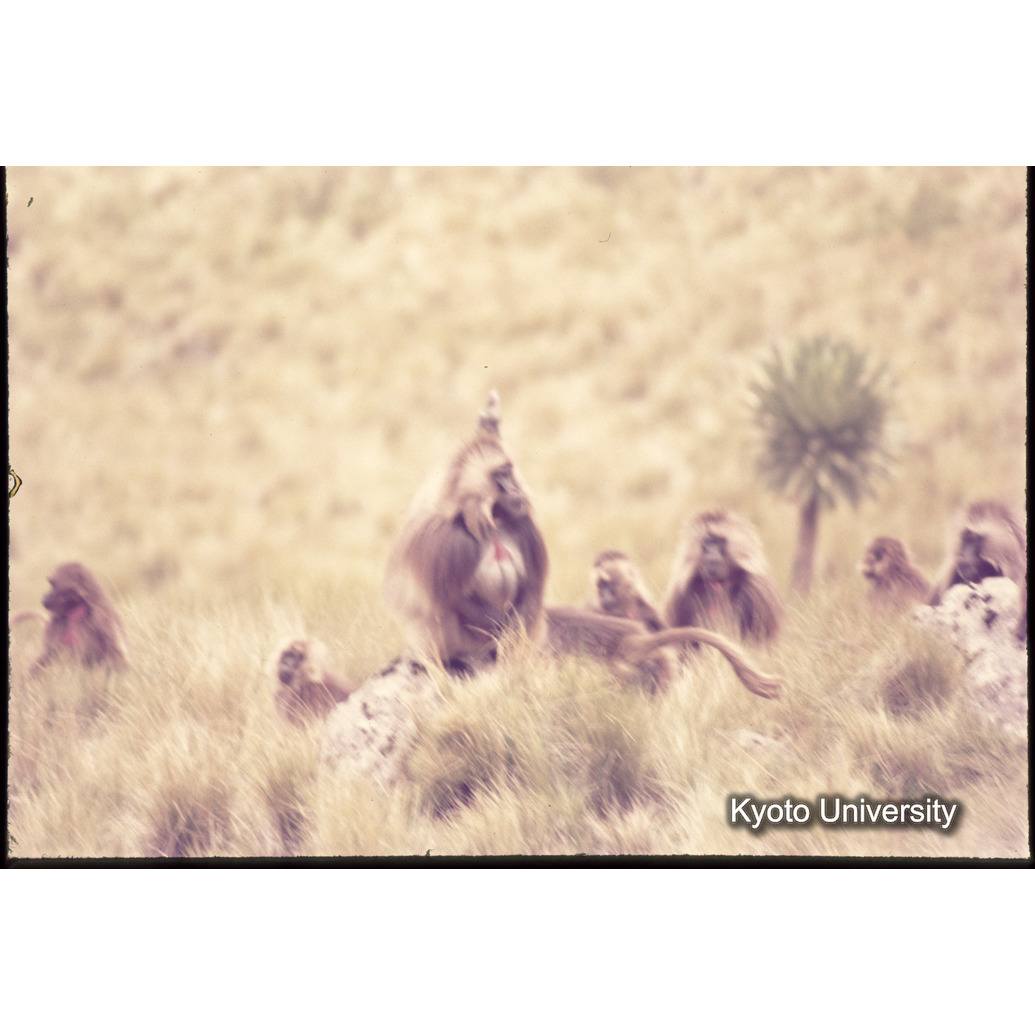 Sm　1973　1298 (1)