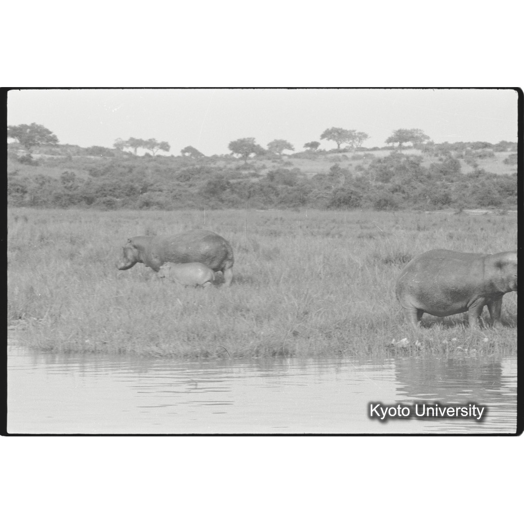 [２８コマ目]「カバ（３）」 (1)