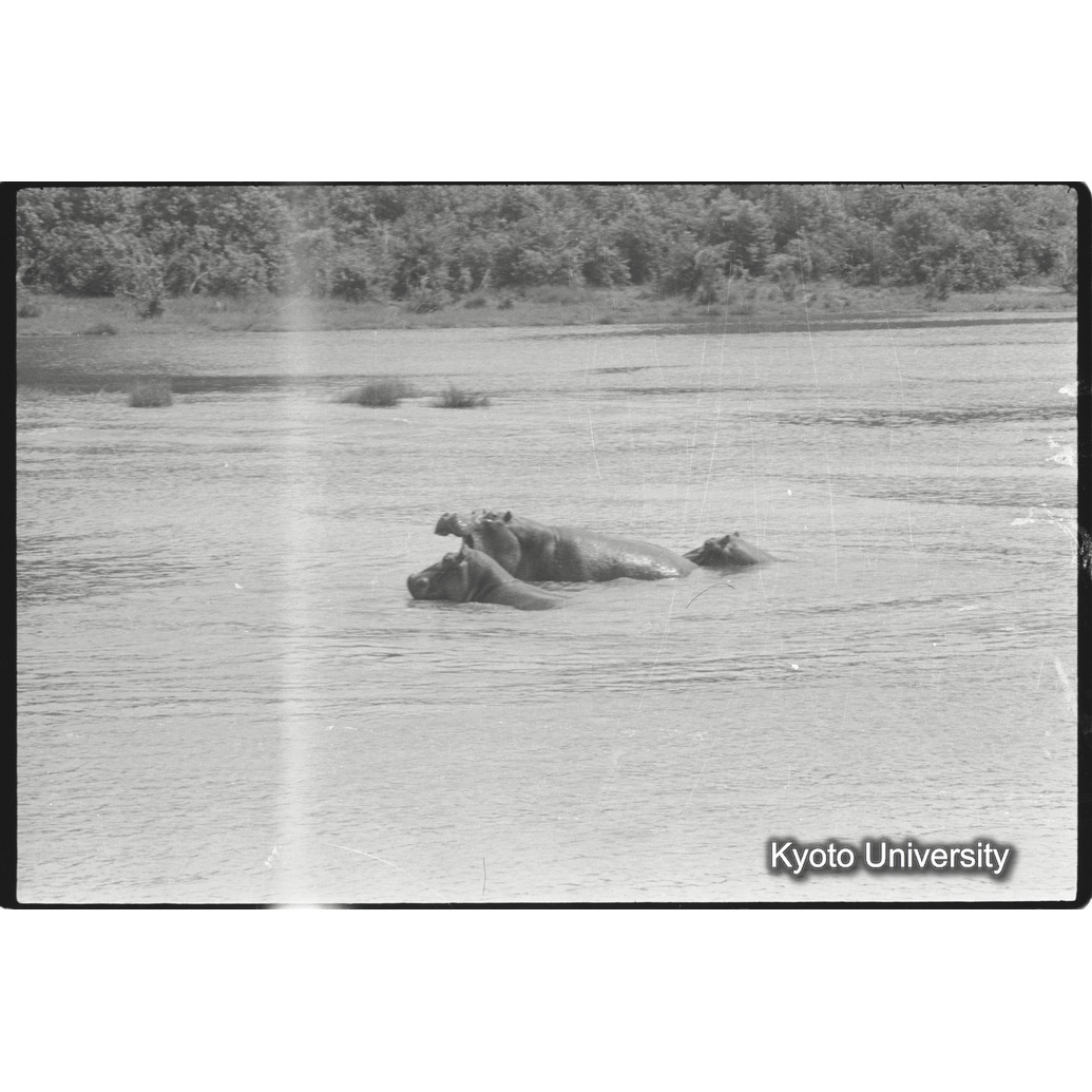 [4コマ目]「カバ（２）」 (1)