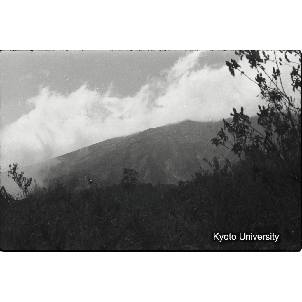 [３コマ目]「ゴリラのすむ山」 (1)