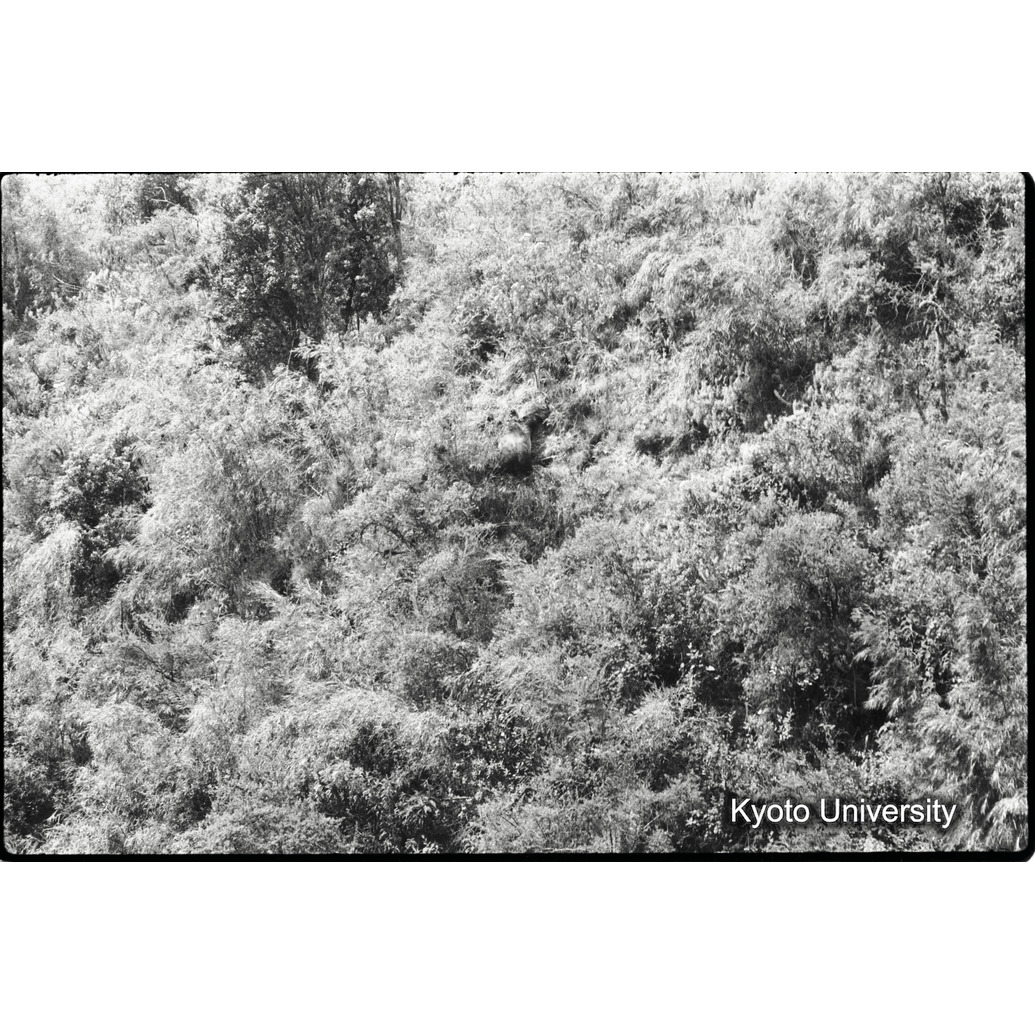 [3コマ目]「シルバーバックの全容（３）」 (1)