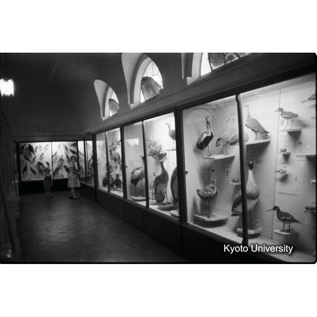 [7コマ目]「鳥の剥製」 (1)