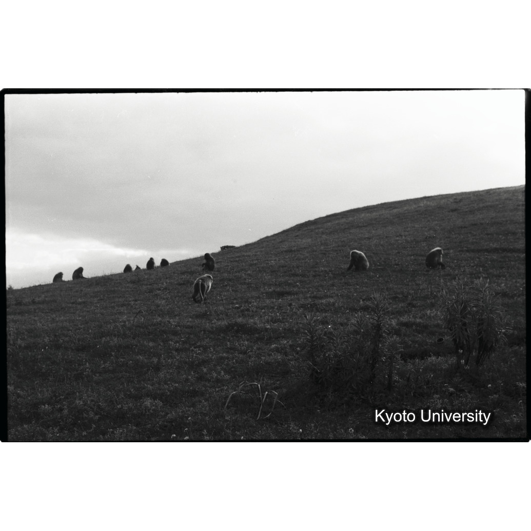 [３２コマ目]「採食」 (1)
