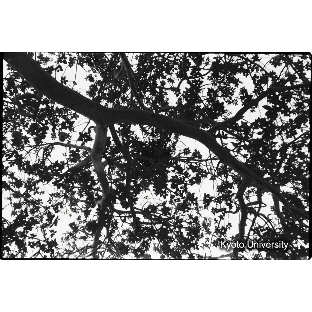 [１８コマ目]「チンパンジーのネスト」 (1)