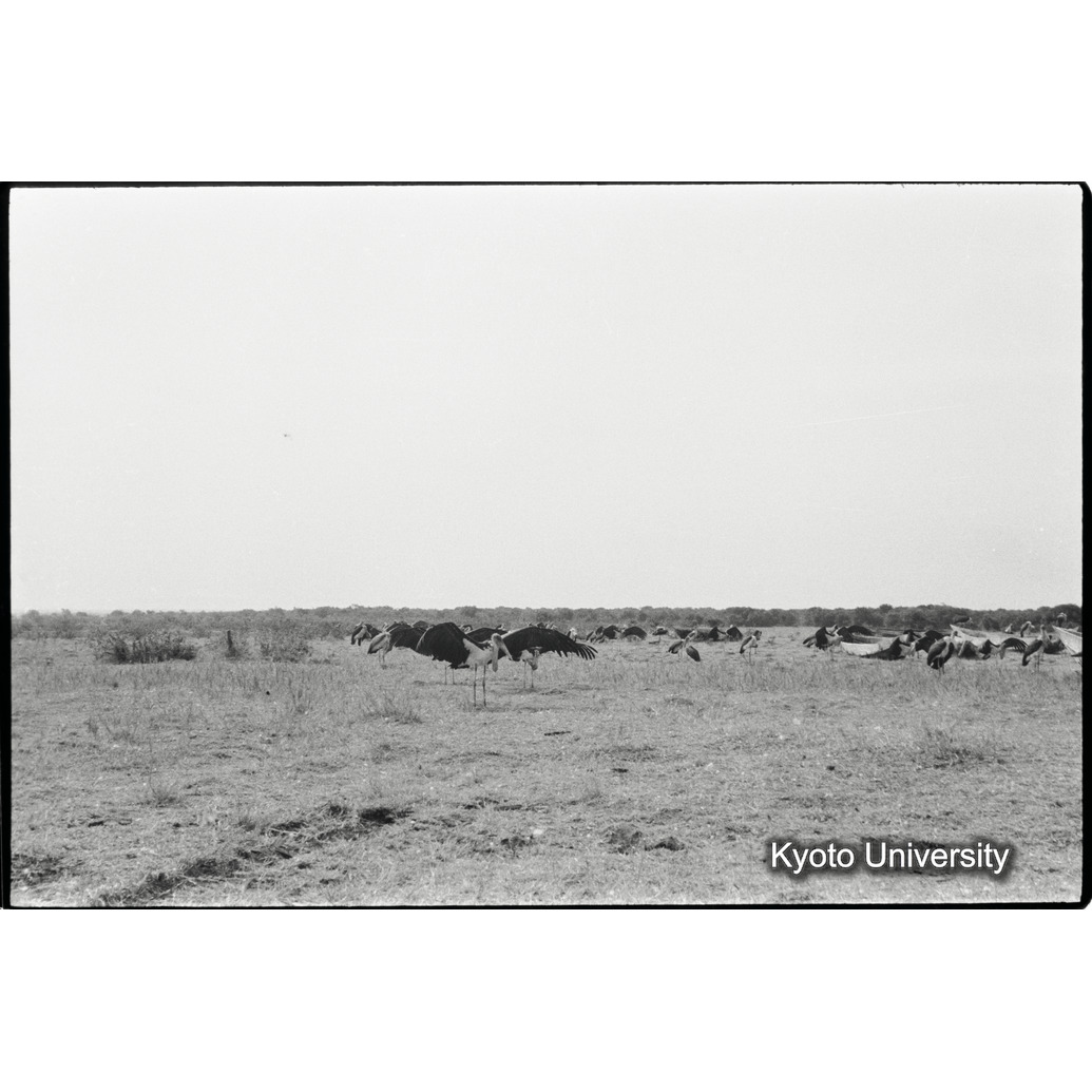 [１９コマ目]「ハゲコウ」 (1)