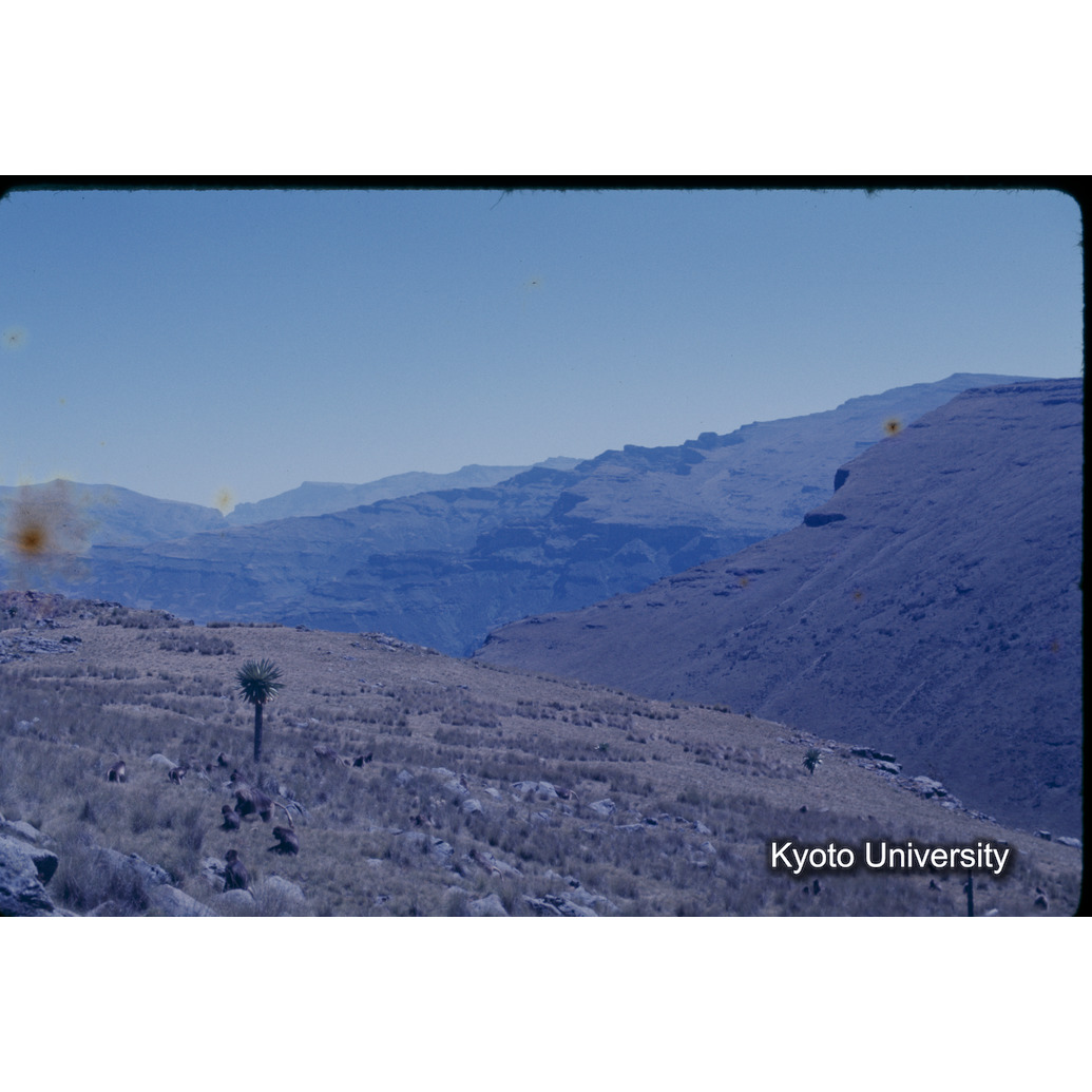 Sm　1973　1445 (1)