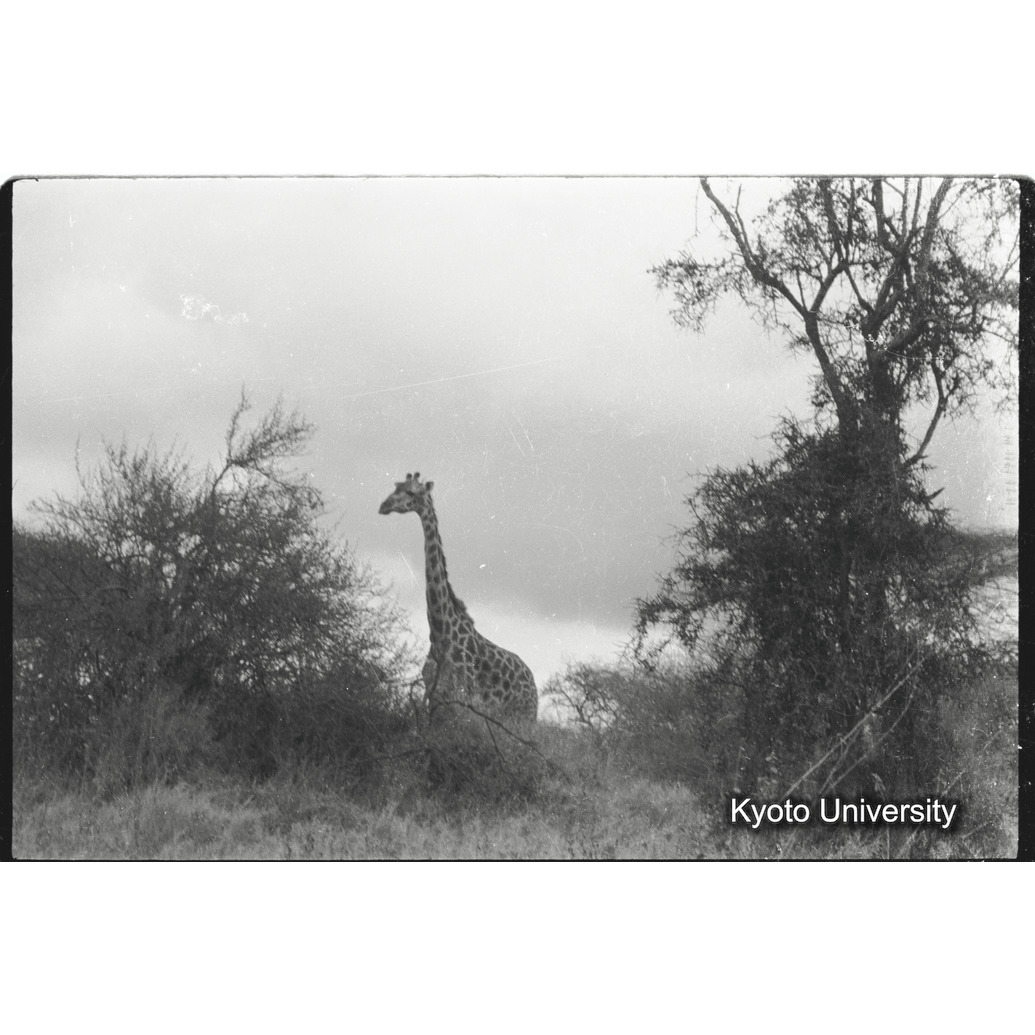 [12コマ目]「マサイキリン（１）」 (1)