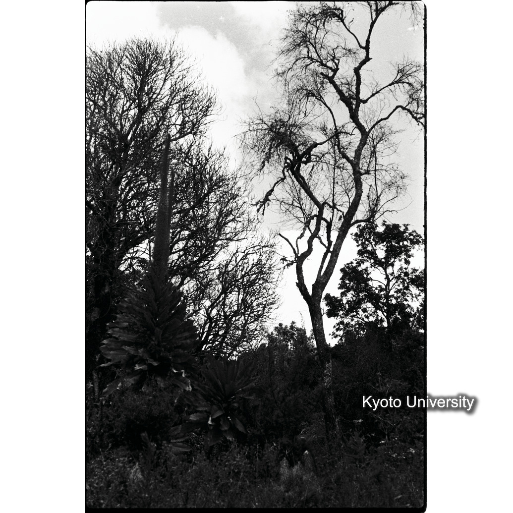 [34コマ目]「落葉」 (1)