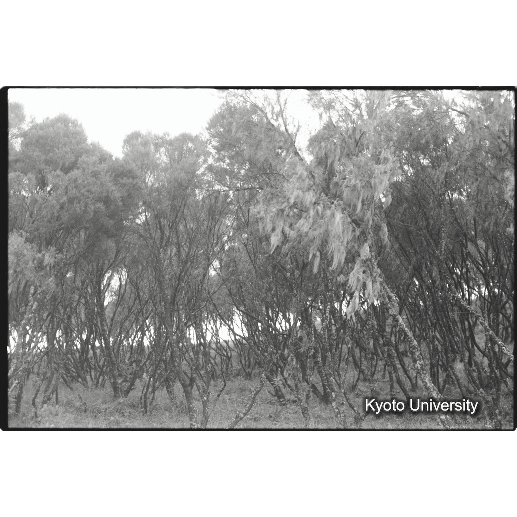 [２３コマ目]「ジャイアントヒースの森」 (1)