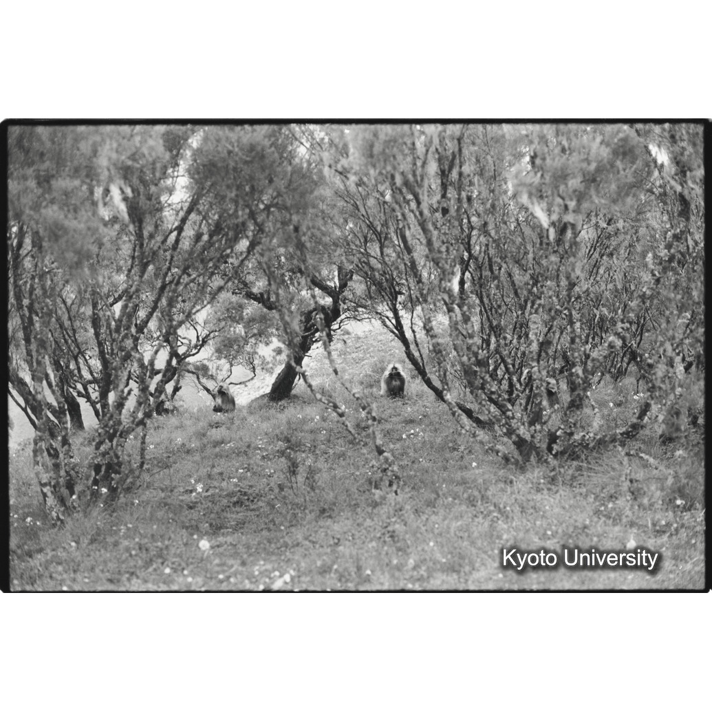 [２７コマ目]「ジャイアントヒースの森とゲラダヒヒ（２）　雄」 (1)