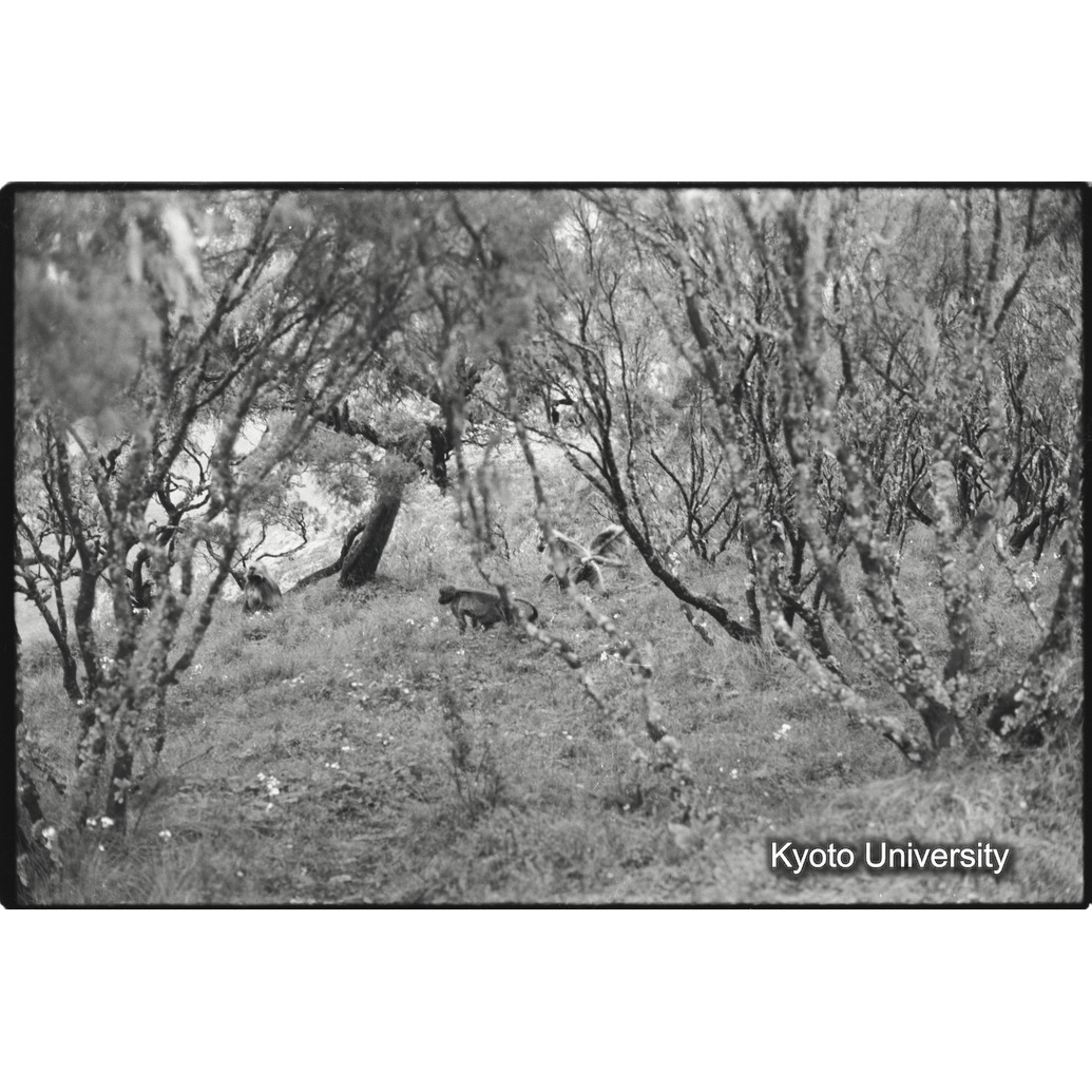 [２８コマ目]「ジャイアントヒースの森とゲラダヒヒ（３）　」 (1)