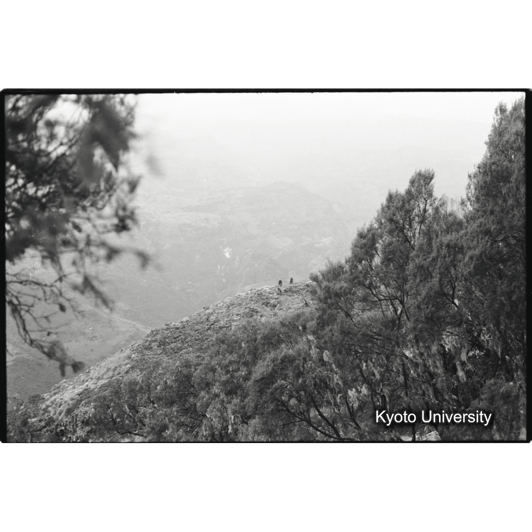 [２９コマ目]「ジャイアントヒースの森とゲラダヒヒ（４）　」 (1)