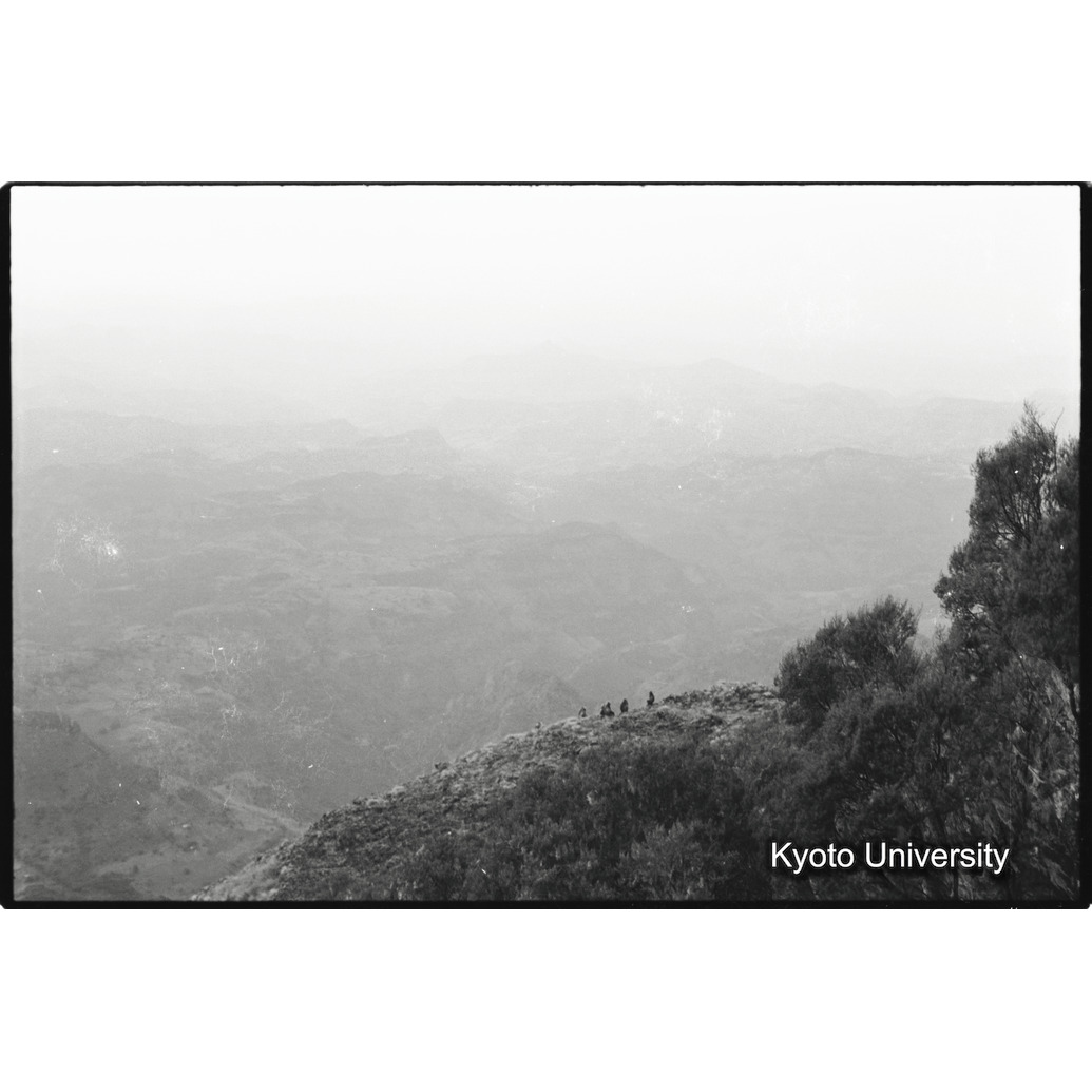 [３０コマ目]「ジャイアントヒースの森とゲラダヒヒ（５）　」 (1)