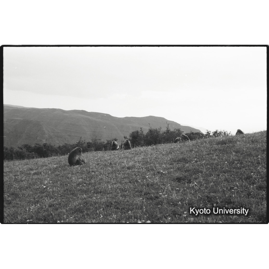 [３４コマ目]「サンカバーの草原（２）」 (1)