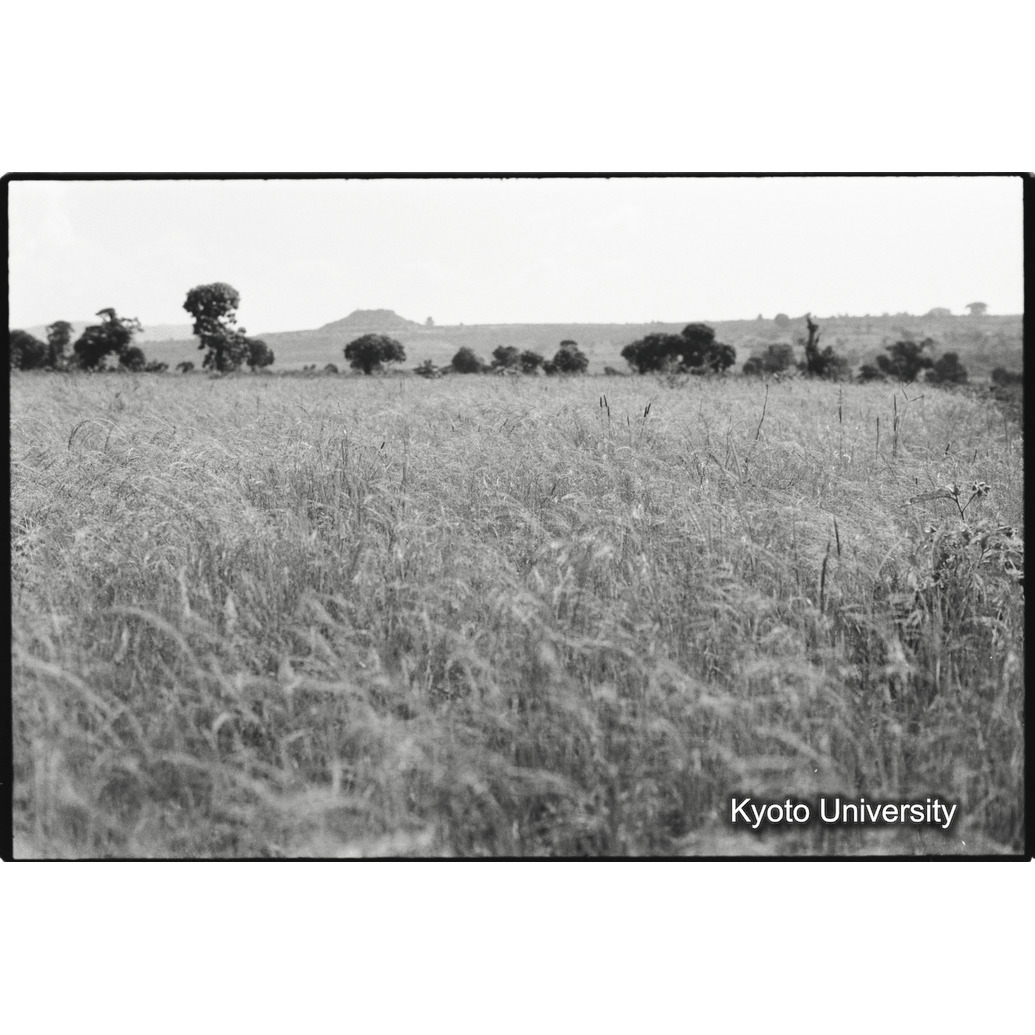 [２２コマ目]「テフ（３）」 (1)