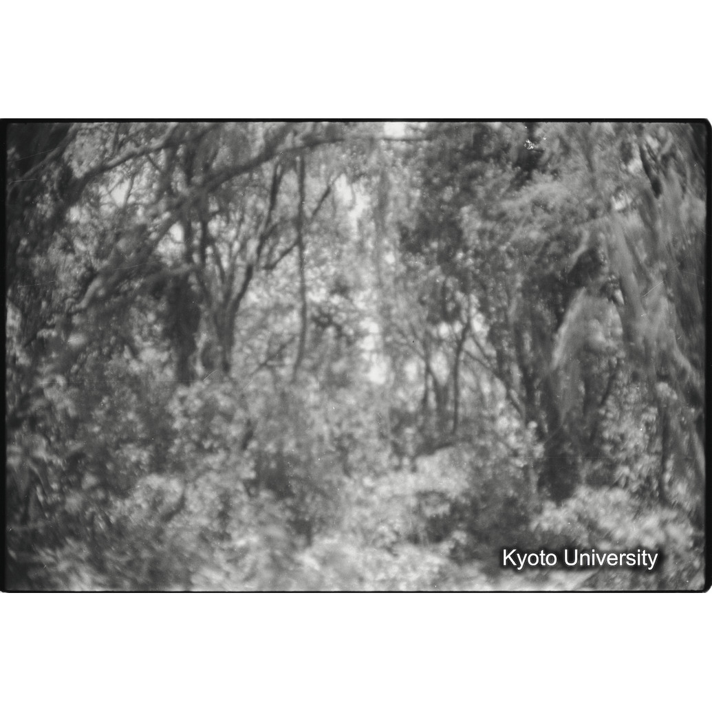 [32コマ目]「ゴリラのいる森（１）」 (1)