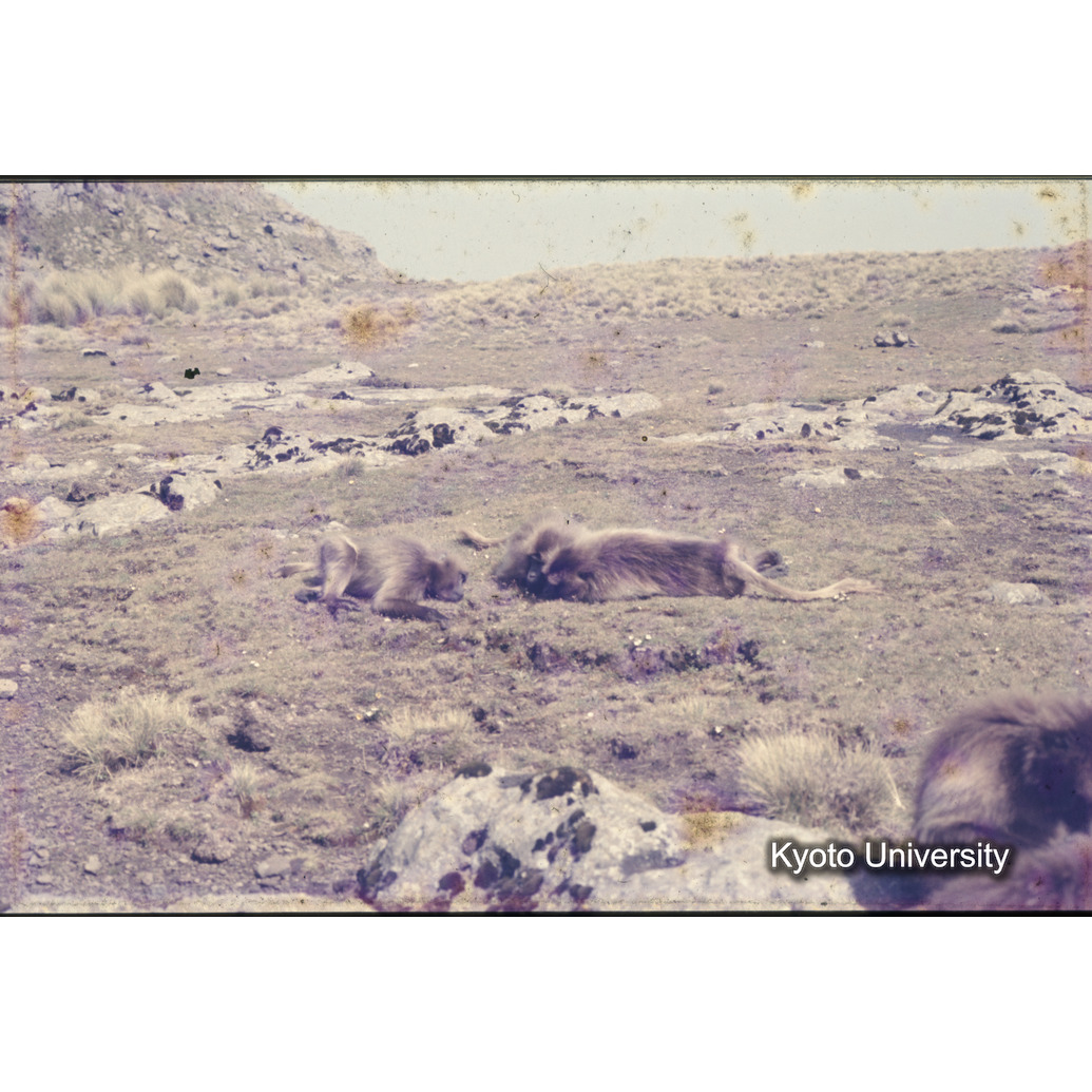 Sm　1973　1351 (1)