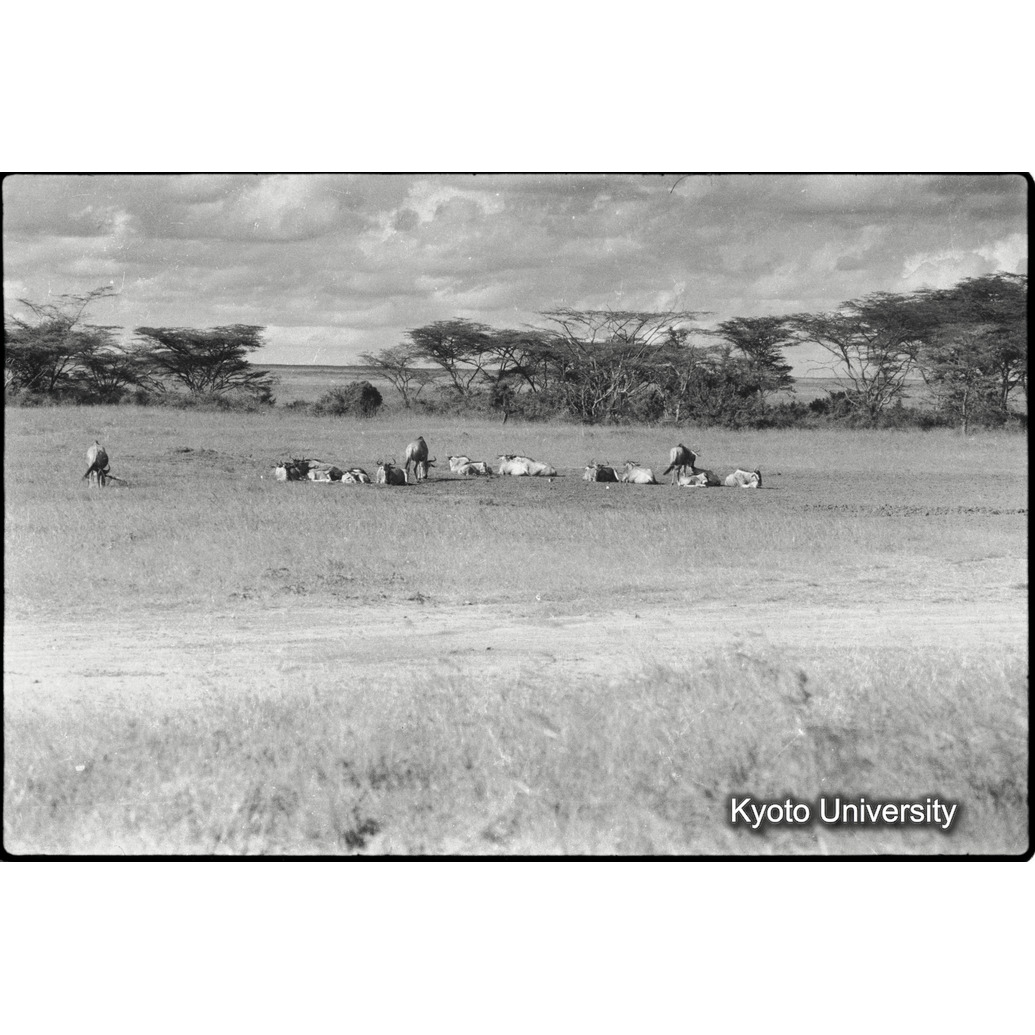 [７コマ目]「川辺林」 (1)