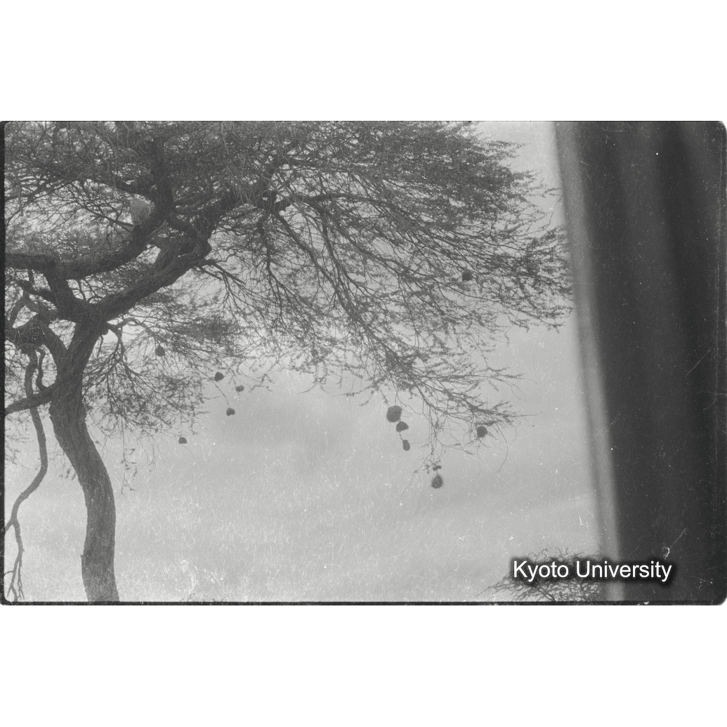 [31コマ目]「ハタオドリ」 (1)