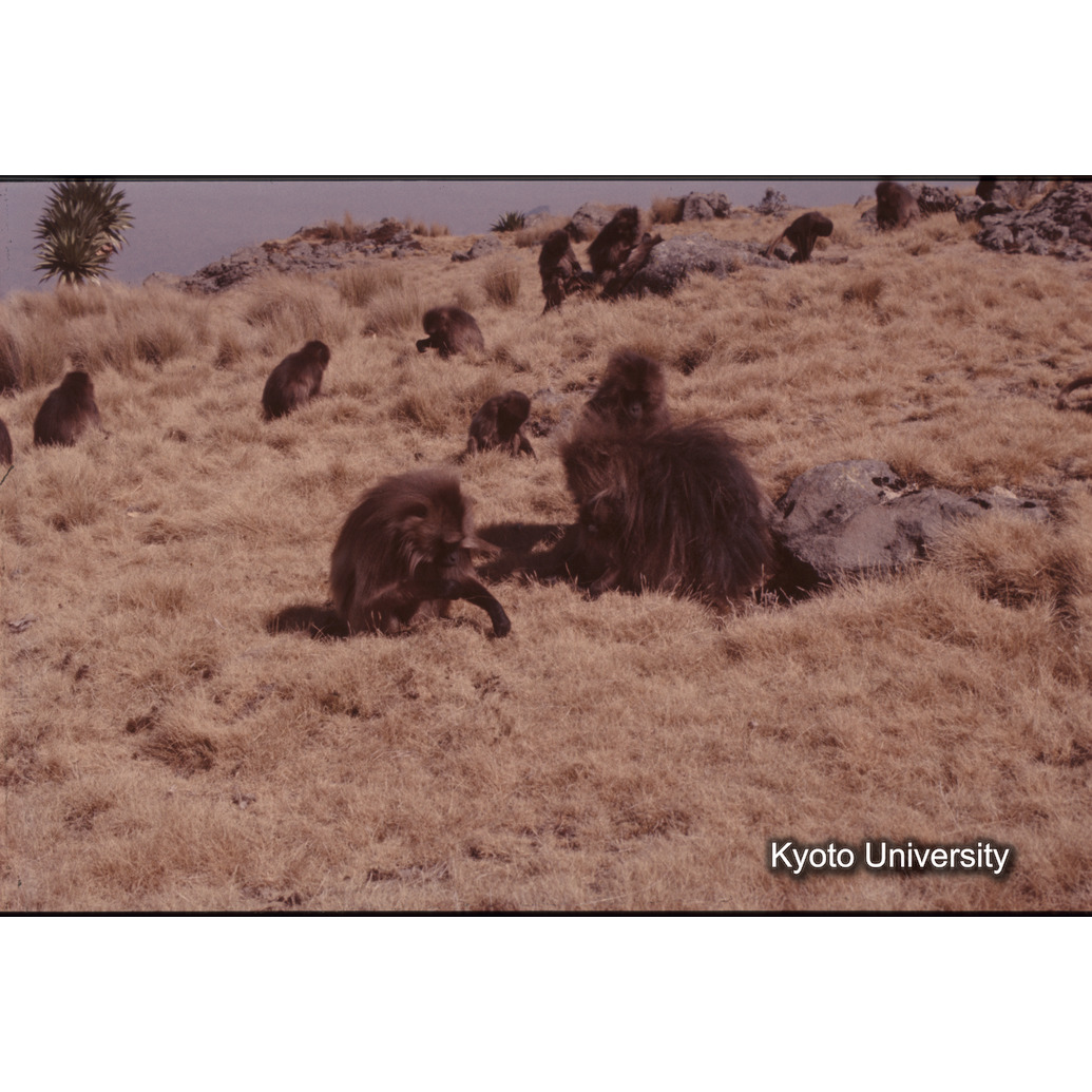 Sm　1973　1214 (1)