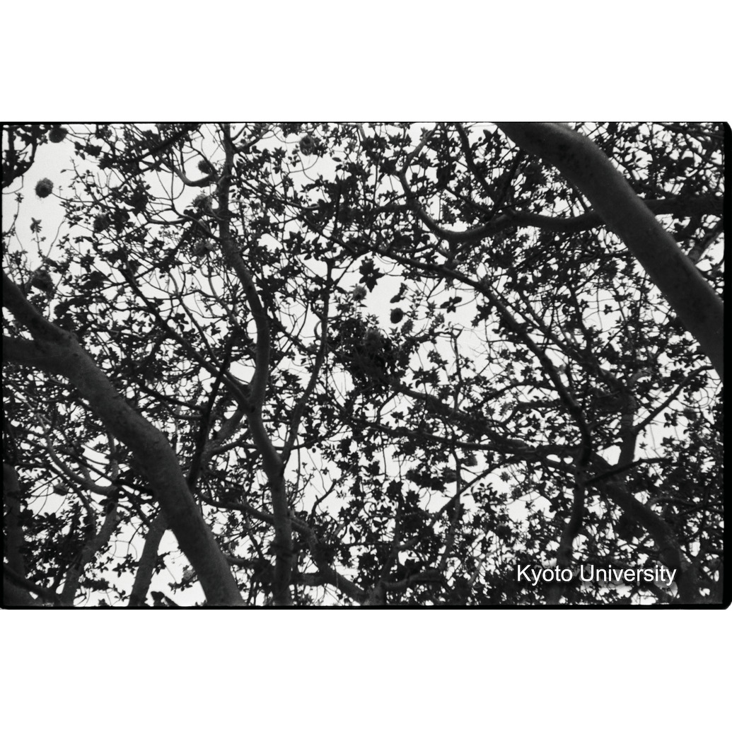 [１７コマ目]「チンパンジーのネスト」 (1)