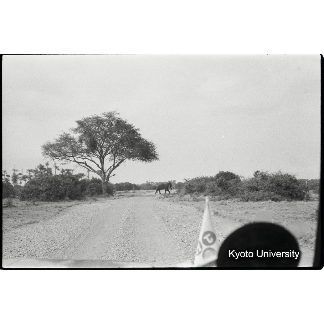 [２０コマ目]「アフリカゾウ」 (1)