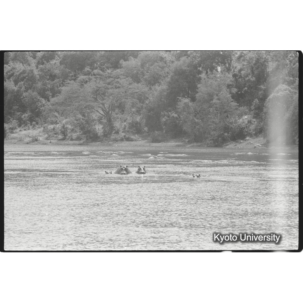 [3コマ目]「カバ（１）」 (1)