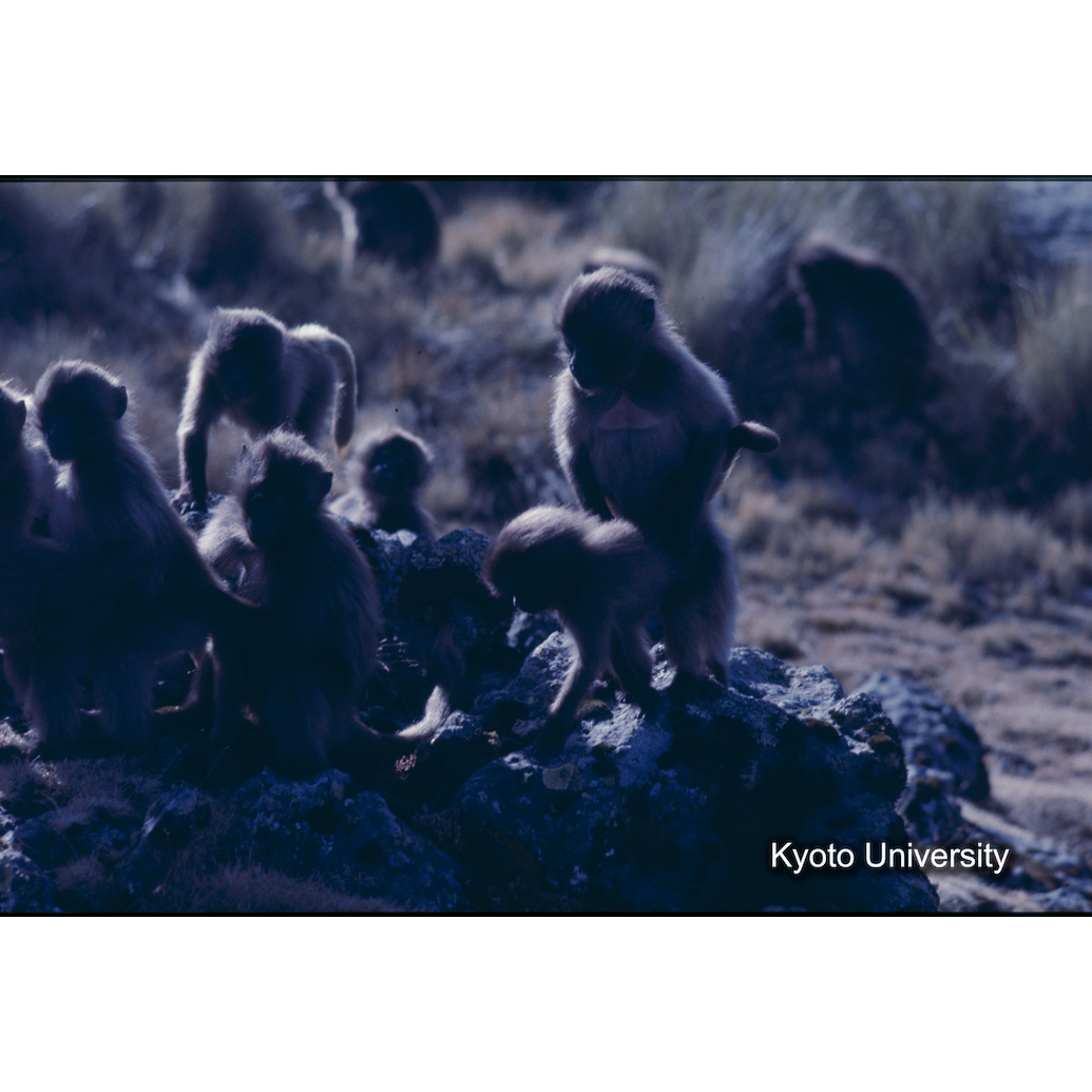 Sm　1973　1292 (1)