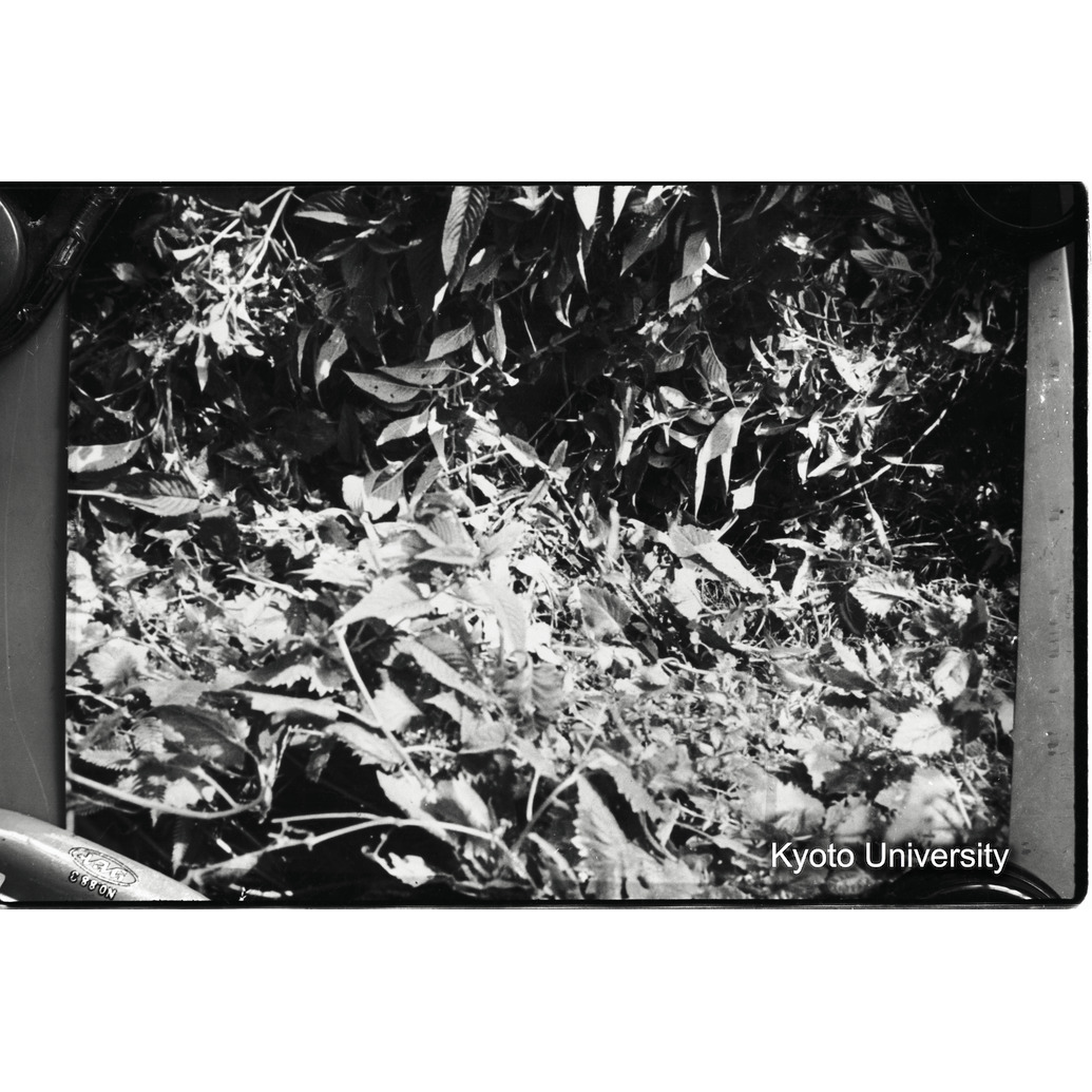 [１８コマ目]「ゴリラの足跡」 (1)