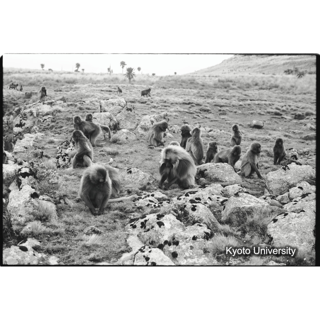 [１８コマ目]「採食風景」 (1)