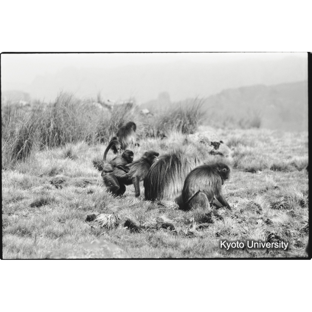 [３４コマ目]「ユニットの採食風景」 (1)